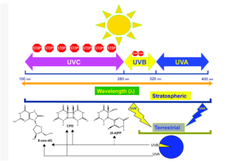 立洋光電 I UVA LED紫外光源 科技革新應(yīng)用領(lǐng)域！